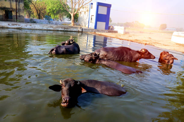 Water buffalo taking a bath in pond during summer season.