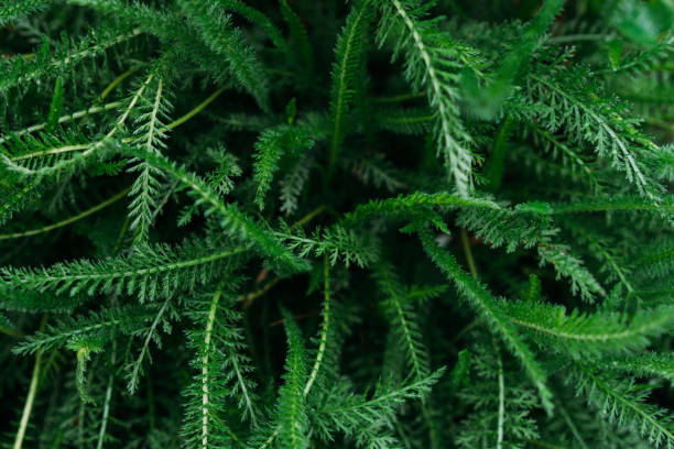 istock green plant texture, nature after rain, selective focus 1152403021