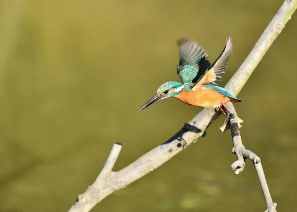 istock Male kingfisher resting on perch 1152403424