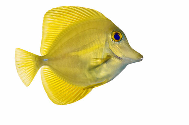 żółty tang "zebrasoma flavescens" - animal fish tank aquatic beauty in nature zdjęcia i obrazy z banku zdjęć