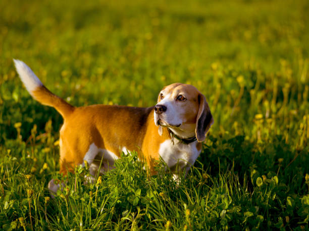 istock Beagle hunting dog for a walk in the field 1152405336