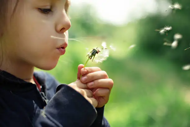 Photo of Child and dandelions