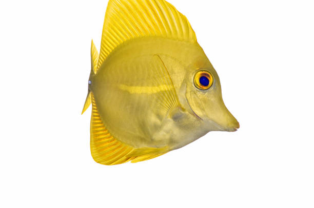 istock Yellow tang 'zebrasoma flavescens' 1152406208