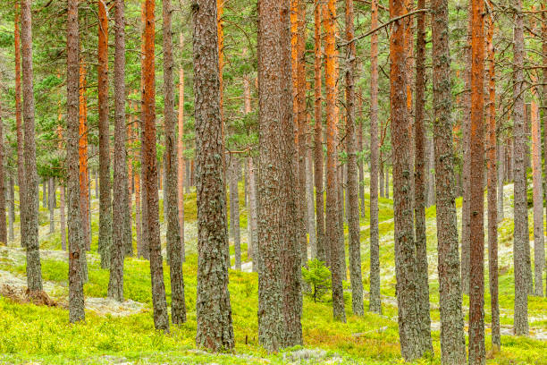pineta con tronchi d'albero - pine tree in a row forest solitude foto e immagini stock