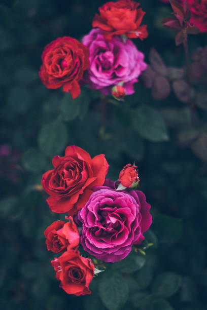 istock Beautiful roses in the garden 1152408849