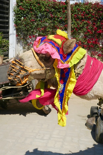 Stock photo of decorated Indian Rajasthani dromedary camels photo waiting by roadside dressed in colourful clothes costume outside, Jaipur, Rajasthan, India, ready for tourist camel rides with lead and saddle