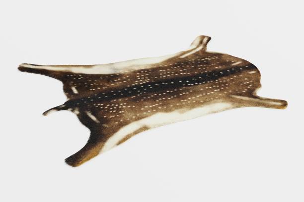 istock Realistic 3D Render of Deer Skin 1152409358
