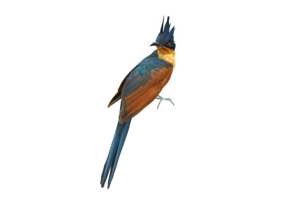 istock Bird, Chestnut-winged Cuckoo isolated on white background 1152410393