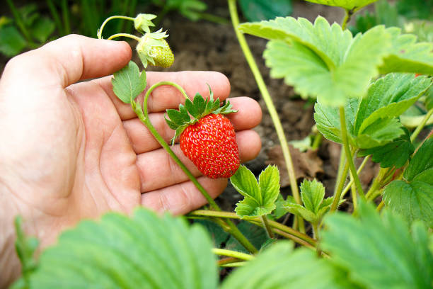 istock Hand holds a bright red ripe strawberry on a green background 1152410445