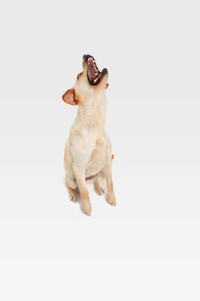 istock Studio shot of labrador retriever dog isolated on white studio background 1152411064