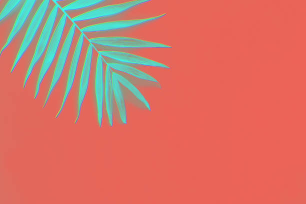 istock Tropical palm on a coral background 1152412657