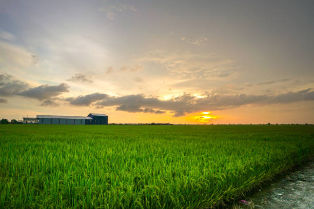 istock Landscape of green rice paddy field 1152412896