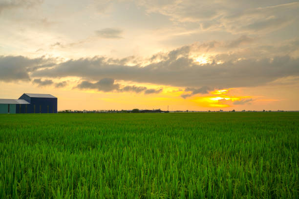 istock Landscape of green rice paddy field 1152412897