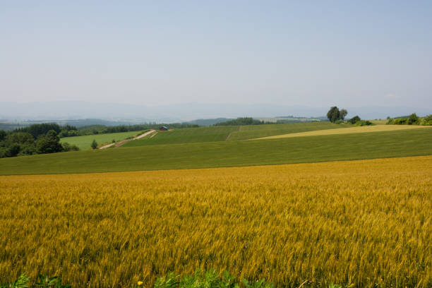 istock Green and golden wheat field 1152413097