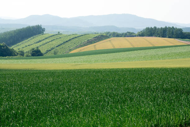 istock Green field farming area 1152413110