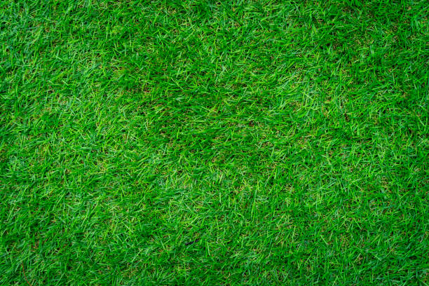 istock Full Farme Shot Close up Of Grass Texture. 1152414323