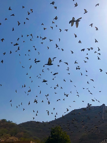 Stock photo of blue sky filled with flock of wild domestic grey pigeons flying over Amer Fort, Jaipur, Rajasthan, India, nuisance birds droppings and pest control photo, Indian pigeon birds in flight with wings spread, soaring high above the ground and fortress