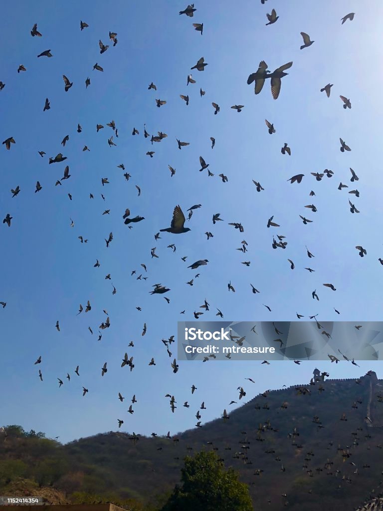 Image of blue sky filled with flock of wild domestic grey pigeons flying over Amer Fort, Jaipur, Rajasthan, India, nuisance birds droppings and pest control photo, Indian pigeon birds in flight with wings spread, soaring high above the ground and fortress Stock photo of blue sky filled with flock of wild domestic grey pigeons flying over Amer Fort, Jaipur, Rajasthan, India, nuisance birds droppings and pest control photo, Indian pigeon birds in flight with wings spread, soaring high above the ground and fortress Bird Stock Photo