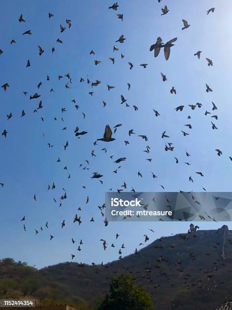 Image Of Blue Sky Filled With Flock Of Wild Domestic Grey Pigeons Flying Over Amer Fort Jaipur Rajasthan India Nuisance Birds Droppings And Pest Control Photo Indian Pigeon Birds In Flight With Wings Spread Soaring High Above The Ground And Fortress Stock Photo - Download Image Now