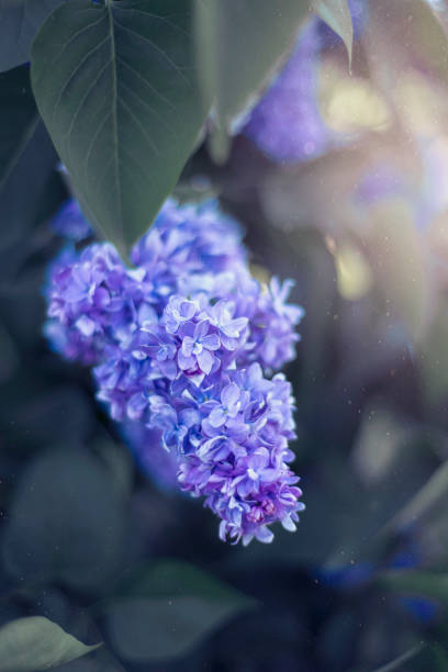 istock Flowers background, lilac flowers 1152415618