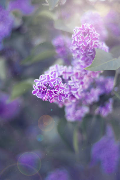 istock Flowers background, lilac flowers 1152415629