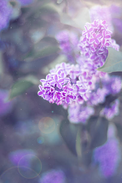 istock Flowers background, lilac flowers 1152415630