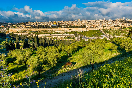 Horse grazing on Mount of Olives, with view of Jerusalem