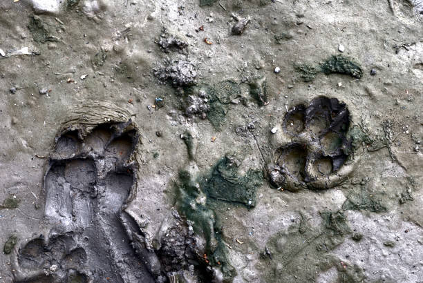 istock Dog footprint 1152420050