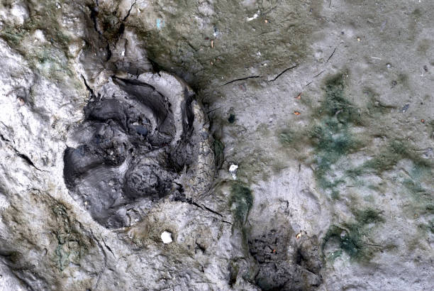 istock Dog footprint 1152420078