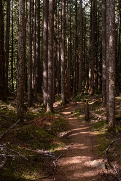 Photo of A beautiful woodland walk in dappled forest in the Olympic National Park, Washington State, USA