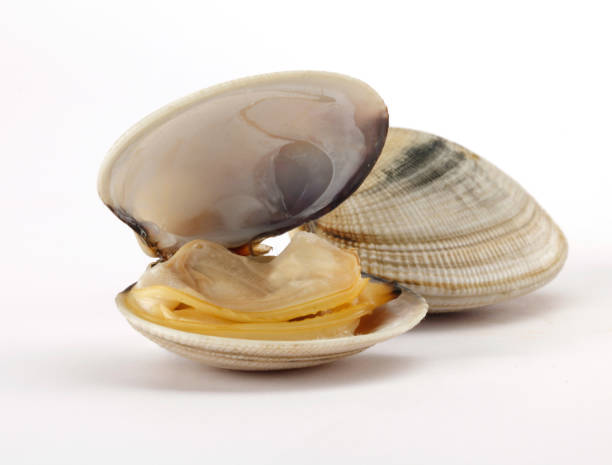 open clam on white background - clam imagens e fotografias de stock