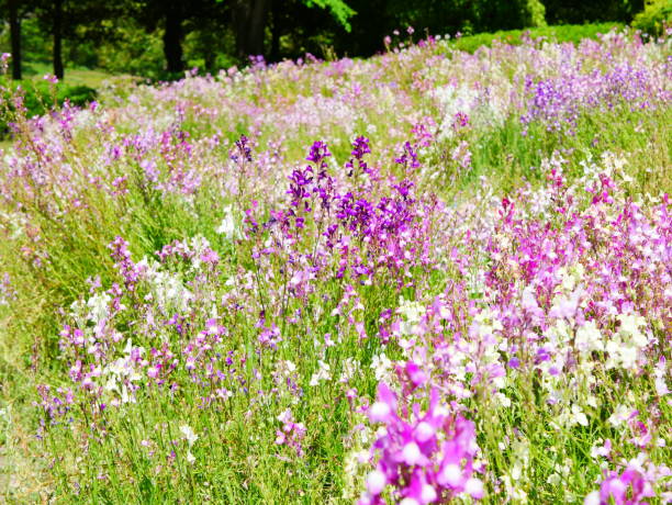 istock Blooming clovenlip toadflax flowers on one side 1152422590