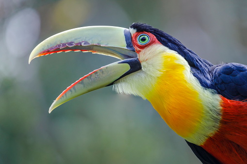 Toucan Tropical Bird Screaming Out Loud On Nature Background Pantanal Brazil Stock Photo - Download Image Now - iStock Toucan Tropical Bird Screaming Out Loud On Nature Background Pantanal Brazil Stock Photo - Download Image Now - iStock