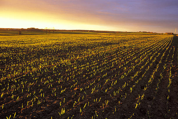 istock Spring field at sunset in Yorkshire, England 115242332