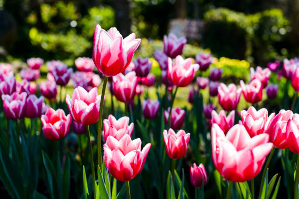 istock Beautiful tulips flower 1152423695