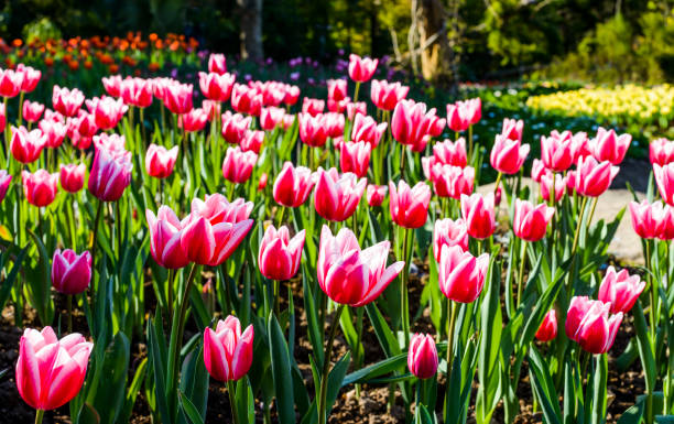 istock Beautiful tulips flower 1152423810