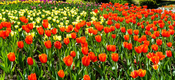 istock Beautiful tulips flower 1152423883