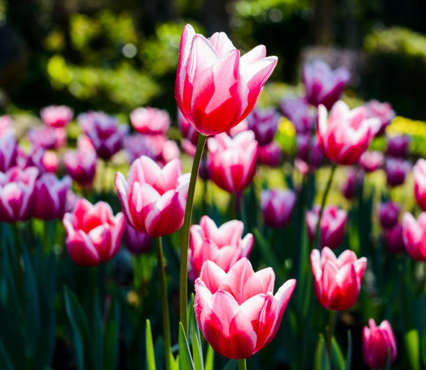 istock Beautiful tulips flower 1152424026