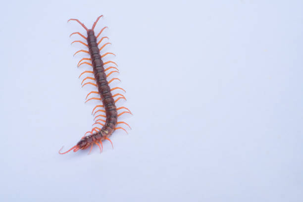 Centipedes Centipede is one of poisonous insects. myriapoda stock pictures, royalty-free photos & images