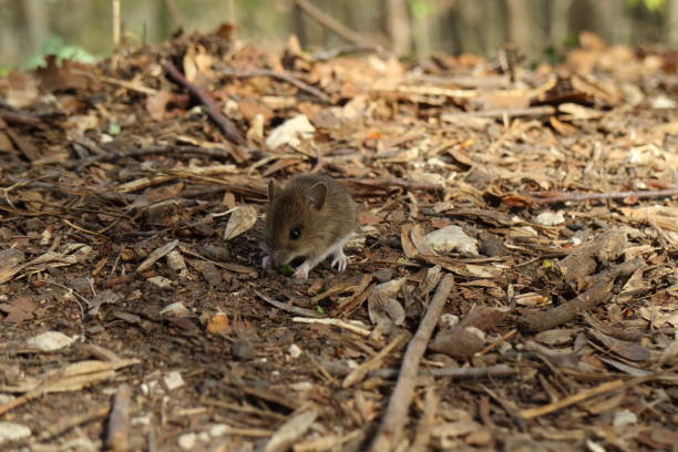 istock Cute wild Wood mouse (Apodemus sylvaticus)  Germany 1152424808