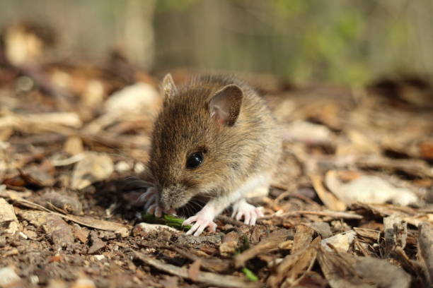 istock Cute wild Wood mouse (Apodemus sylvaticus)  Germany 1152426519