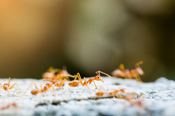 istock Macro shot of red ant in nature with selective focus 1152426961