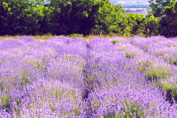istock Lavender Field in the summer 1152427875