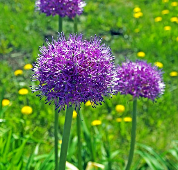 istock blooming Aflatun onion with Latin name Allium aflatunense 1152427993