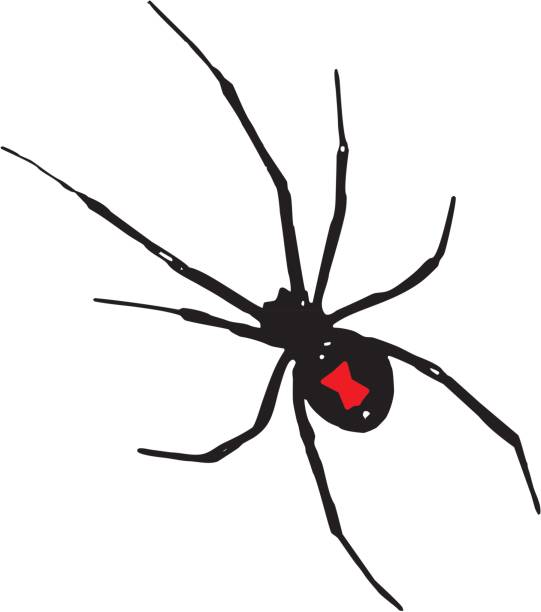 чёрная вдова - black widow spider stock illustrations