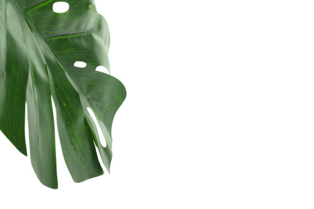 istock Leaf of Monstera plant isolated on white background 1152428687