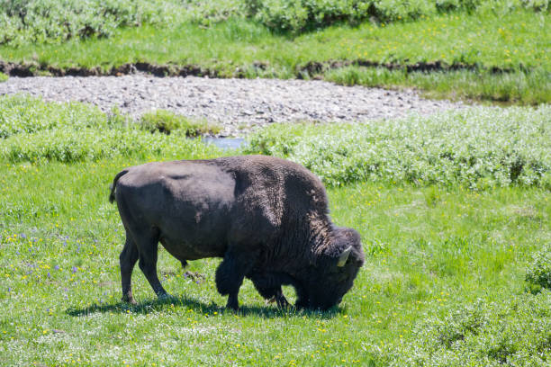 istock American Bison in Yellowstone National Park 1152428806