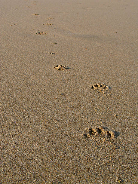 istock Dog tracks on the beach 115242994