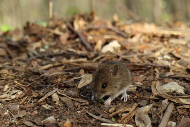 istock Cute wild Wood mouse (Apodemus sylvaticus)  Germany 1152429948