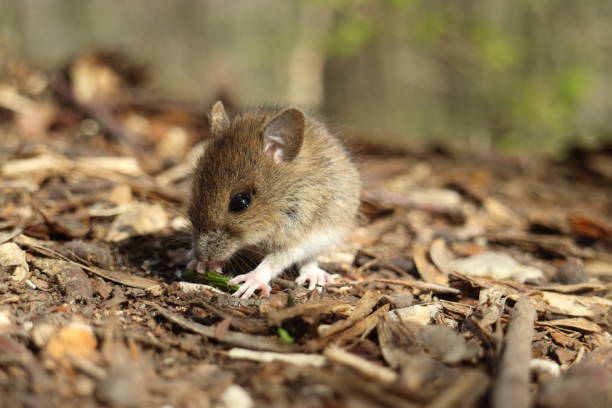 istock Cute wild Wood mouse (Apodemus sylvaticus)  Germany 1152429987